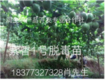 广西润生农产品开发专业合作社