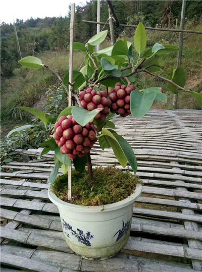 广西黑老虎果子介绍 