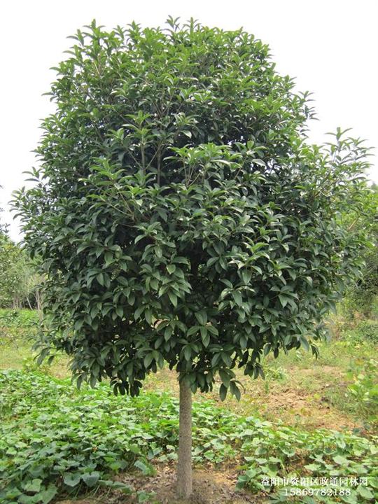 湖南桂花树 