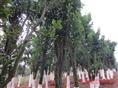 益阳香泡/香泡供应基地/供应香泡