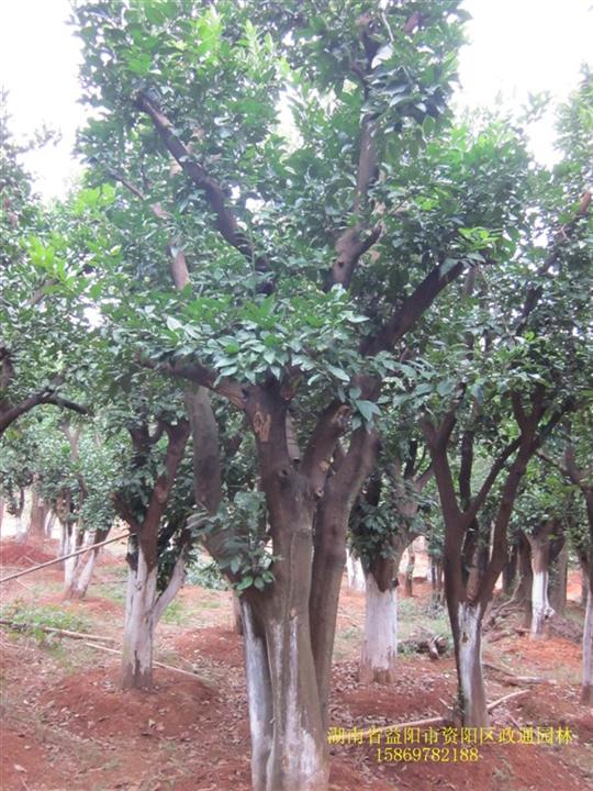 湖南香泡/移栽香泡