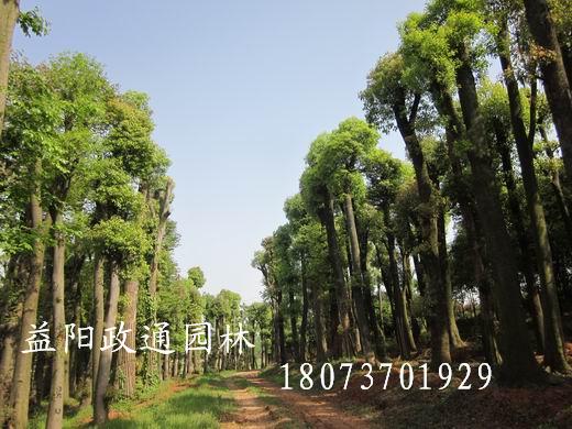 批发移栽香樟熟货 
