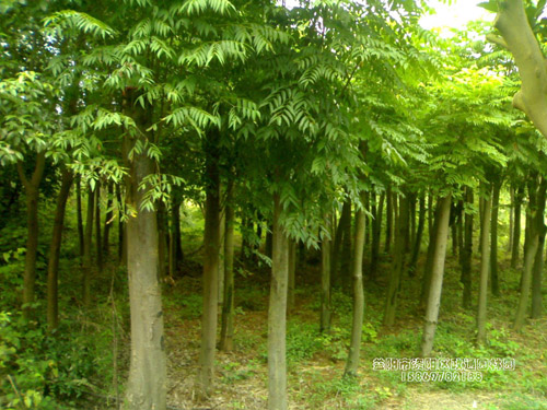 湖南栾树|益阳栾树 