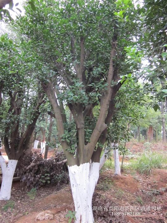 香泡供应基地/供应香泡/香泡价格