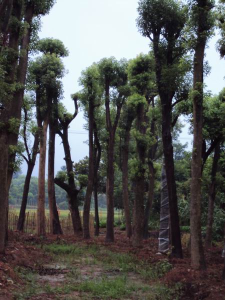 香樟_香樟树_香樟价格_香樟树价格 