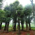 移栽香樟-湖南移栽香樟-香樟苗木供应基地/湖南政通园林