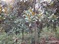 供用广玉兰/优质广玉兰/精品广玉兰 