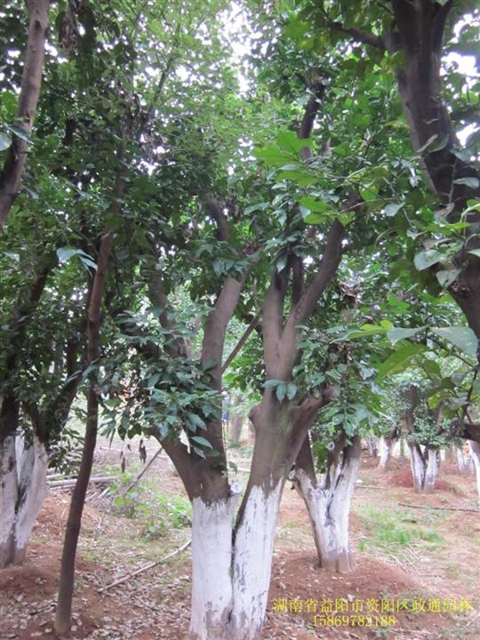 精品移栽香泡/湖南香泡/移栽香泡