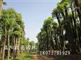 移栽骨架香樟熟货 