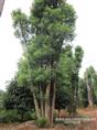 湖南香樟基地+骨架香樟+移植香樟
