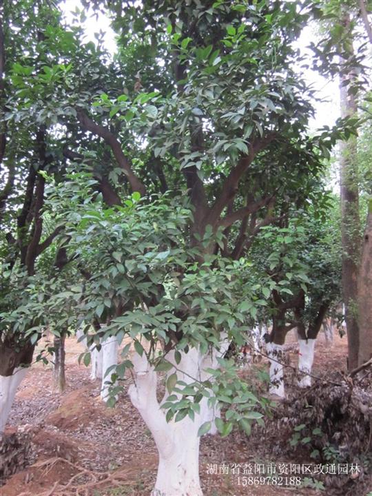 香泡供应基地/供应香泡/香泡价