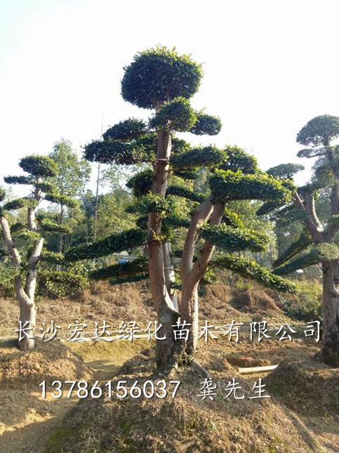 长沙苗圃直销造型榆树古桩&湖南造形榆树桩 树形优美 