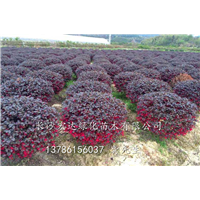 湖南长沙红继木球价格-造型红花继木树桩-湖南红花继木球批发 