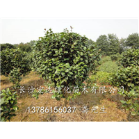 长沙茶花批发价格，湖南茶花供应批发，长沙茶花售价查询 