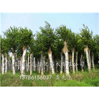 湖南朴树_长沙朴树苗木供应_长沙朴树种植基地 
