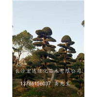 湖南精品造型榆树@湖南造型榆树桩_大量供应造型榆树桩 欢迎订购 