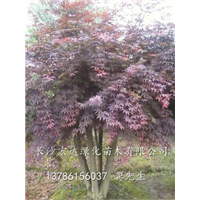 湖南红枫种植基地-底价直销各种尺寸湖南高杆嫁接红枫树 