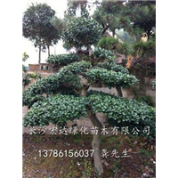 湖南无刺枸骨/造型无刺枸骨出售/长沙无刺枸骨种植基地 