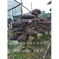 湖南长沙红继木价格、供应造型红花继木树桩、湖南红继木盆景批发 