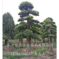榆树/湖南榆树/湖南造型榆树/湖南榆树桩/湖南榆树古桩盆景 