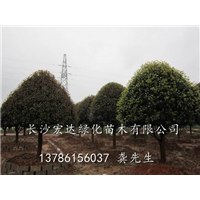 长沙桂花苗木-精品桂花出售-长沙精品桂花价格 