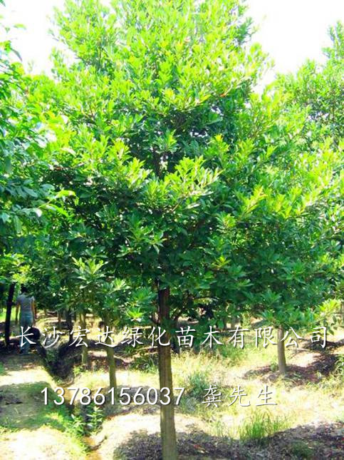 杜英-湖南杜英出售|湖南长沙杜英种植基地 