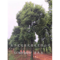 移植香樟|长沙供应香樟树|湖南香樟树价格|湖南长沙香樟树价格 