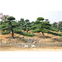 10公分造型罗汉松-湖南造型罗汉松-湖南长沙造型罗汉松供应商 
