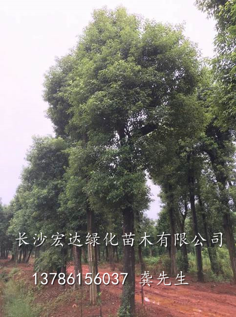 移植香樟|长沙供应香樟树|湖南香樟树价格|湖南长沙香樟树价格 