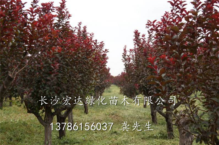 湖南紫叶李；湖南长沙紫叶李批发销售；紫叶李，别名：红叶李 