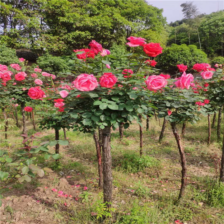 湖南月季直销基地 
