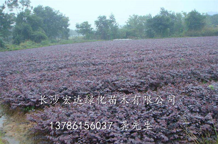 长沙红继木出售||长沙红继木供应商||湖南红继木价格图 