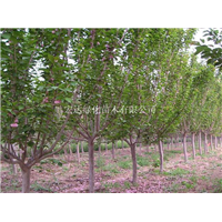 湖南樱花苗木、湖南樱花树苗批发、长沙樱花种植基地 