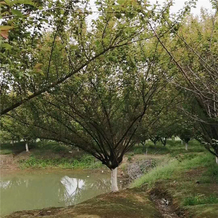 湖南红梅直销基地
