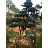 湖南榆树@湖南造型景观树@湖南榆树桩@湖南榆树盆景@湖南榆树古桩 