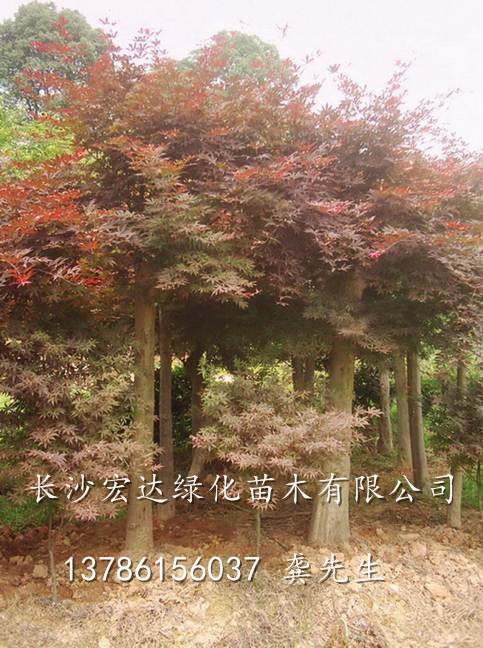 红枫桩