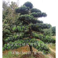 长沙罗汉松苗木批发供应商(图)，湖南造型罗汉松出售 