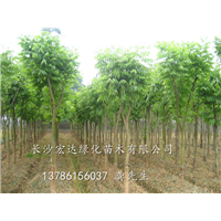 湖南无患子|湖南长沙无患子出售|长沙宏达绿化供应全冠无患子 
