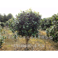 供应茶花苗/湖南茶花苗/湖南长沙茶花苗基地 
