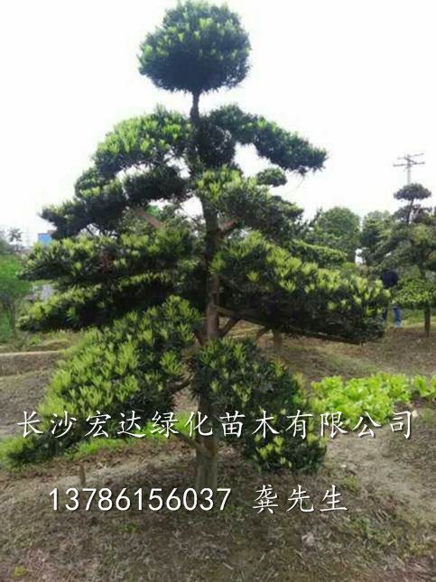 10公分造型罗汉松 湖南苗木-造型罗汉松/长沙造型罗汉松基地 