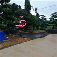 湖南罗汉松造型树
