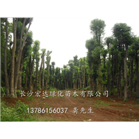 湖南香樟树_供应长沙香樟树_湖南长沙专业供应香樟树 
