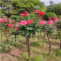 湖南月季直销基地 