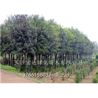 销售杜英树/湖南杜英批发/湖南杜英种植基地 