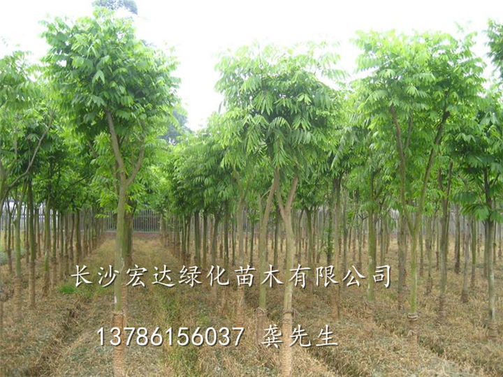 湖南无患子|湖南长沙无患子出售|长沙宏达绿化供应全冠无患子 