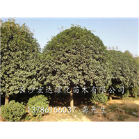 湖南桂花树专业种植基地@湖南桂花基地销售@长沙桂花树批发 