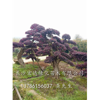 造型红继木在日常种植的时候该注意的问题是什么？ 