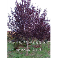 湖南苗木紫叶李哪家便宜？湖南紫叶李销售电话 