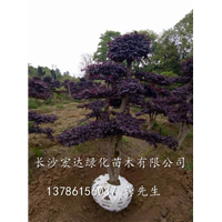 湖南红继木桩-长沙造型红继木桩基地-湖南造型红花继木桩批发 
