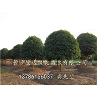 出售桂花树||长沙桂花树批发||湖南精品桂花基地 